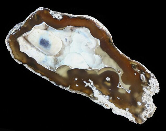 Agatized Fossil Coral Geode - Florida #51189